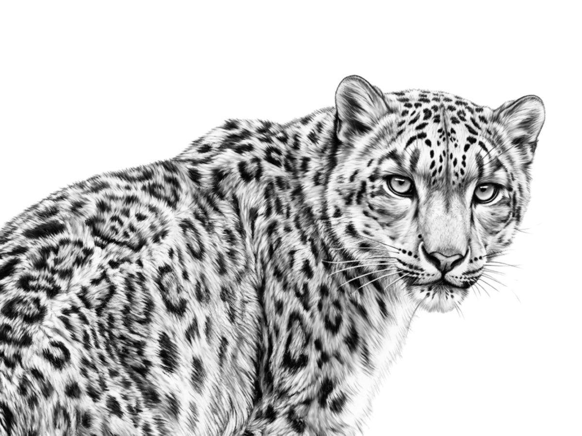 Snow Leopard – unframed artwork