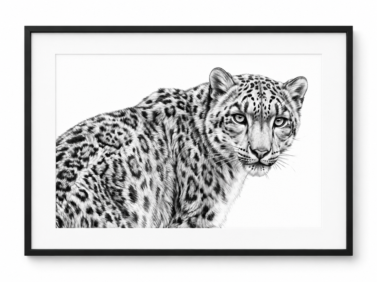 Snow Leopard fine art print in a black frame with white mount