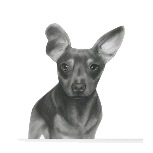 Tabit the Chiweenie (Dachshund/Chihuahua cross) Greeting Card — card front