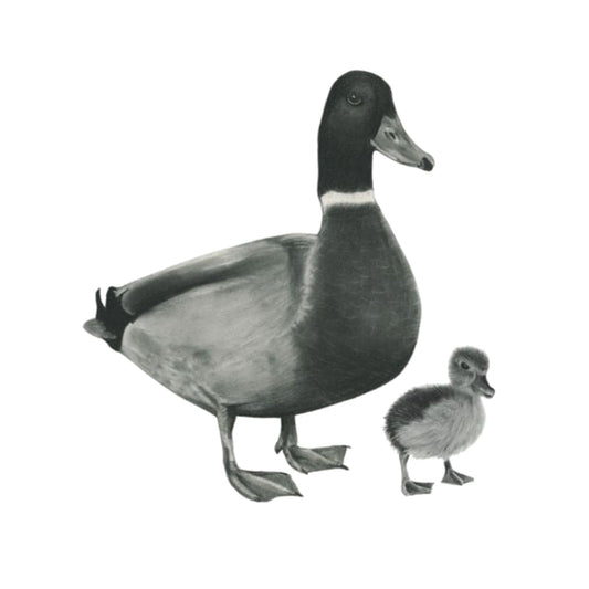 Rana the Duck and Duckling Greeting Card — card front