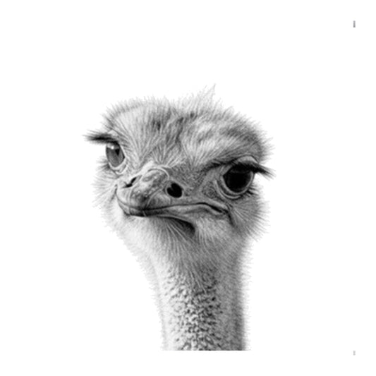 Theta the Ostrich Fun Greeting Card — card front
