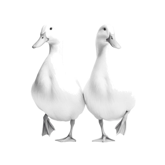 Duck Couple Greeting Card — card front