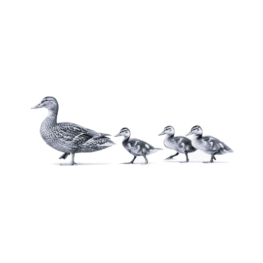 Ducks in a Row Greeting Card — card front