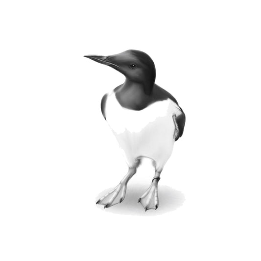 Guillemot Hand-Drawn Greeting Card — card front
