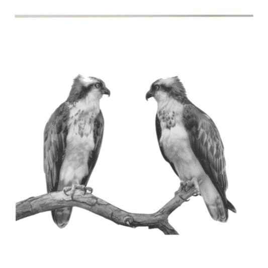 Osprey Hand-Drawn Greeting Card — card front