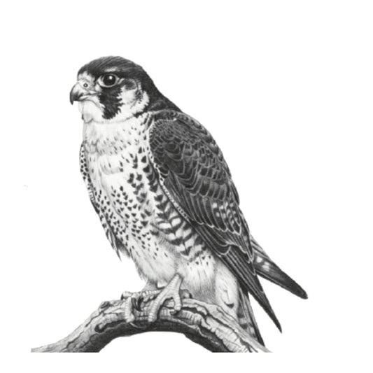 Peregrine Falcon Hand-Drawn Greeting Card — card front