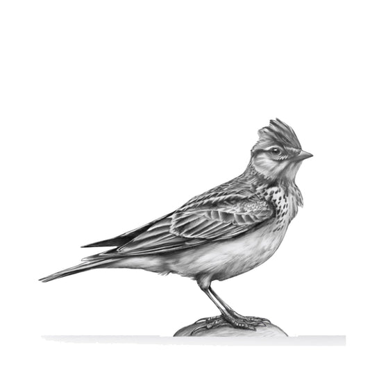 Skylark Hand-Drawn Greeting Card — card front