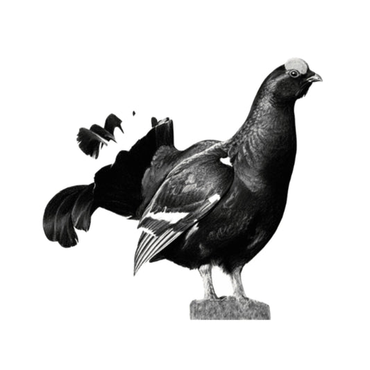 Black Grouse – British Wildlife Greeting Card — card front