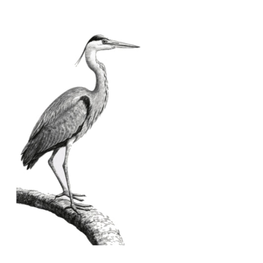 Bosona the Heron – Hand-Drawn Greeting Card | Elegant Wildlife Art — card front