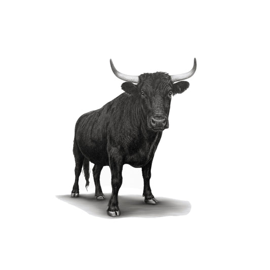 Bull Greeting Card — card front