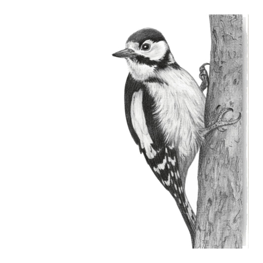Cervantes the Woodpecker – Hand-Drawn Greeting Card | Striking Wildlife Art — card front