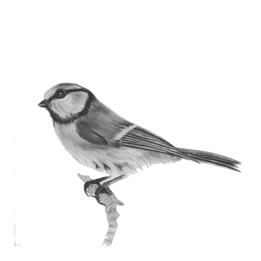 Electra the Blue Tit – Hand-Drawn Greeting Card | Charming Garden Bird Art — card front