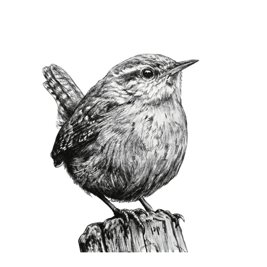 Wren – Hand-Drawn Greeting Card | Charming Wildlife & Garden Art — card front