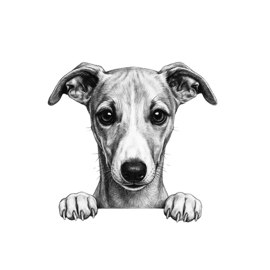 Peeking Whippet – Hand-Drawn Greeting Card | Cute & Playful Dog Illustration — card front