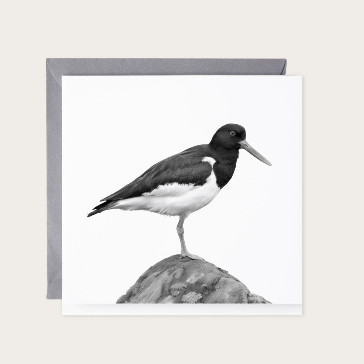 Oyster Catcher Bird Greeting Card — card with grey envelope