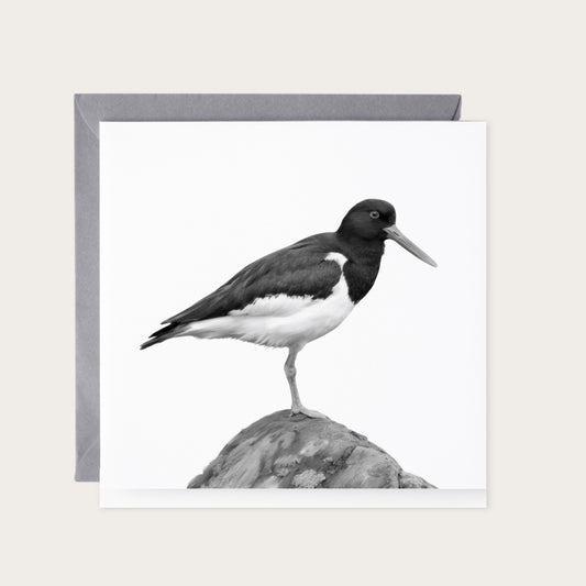 Oyster Catcher Bird Greeting Card — card with grey envelope