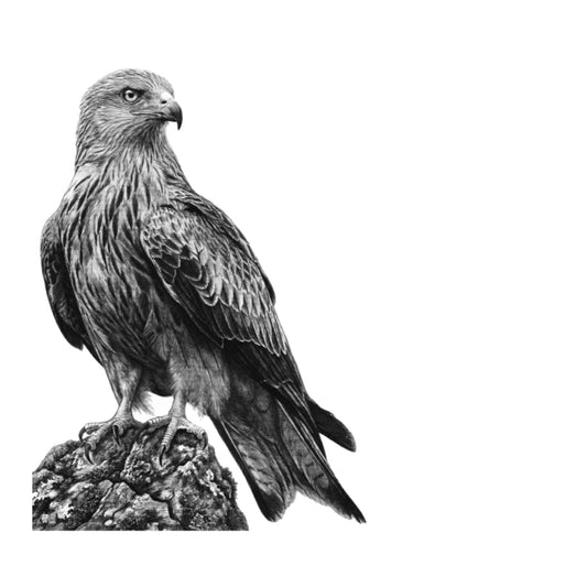 Red Kite – Hand-Drawn Greeting Card | Majestic Bird of Prey Art — card front