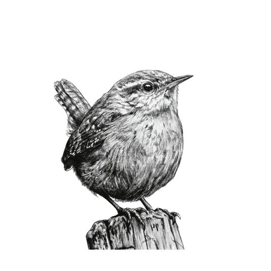 Wren – Hand-Drawn Greeting Card | Charming Wildlife & Garden Art — card front