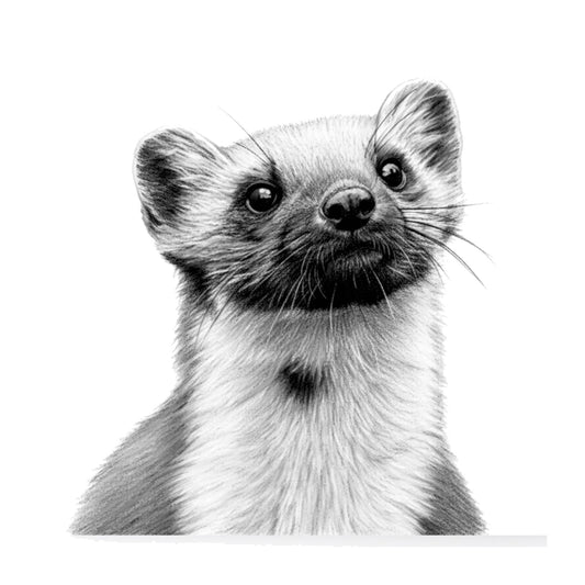 Pine Marten – Hand-Drawn Wildlife Greeting Card — card front