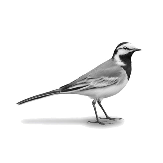 Wagtail Bird Greeting Card | Hand-Drawn British Wildlife Illustration — card front