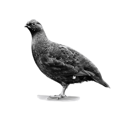 Red Grouse – British Wildlife Greeting Card (Copy) — card front