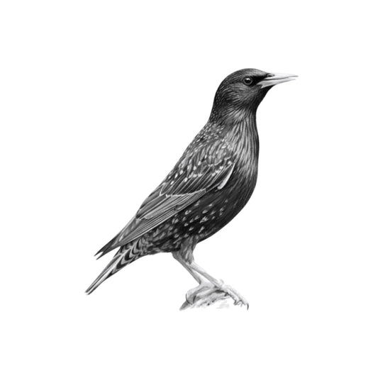 Starling Bird Greeting Card | Hand-Drawn British Wildlife Illustration — card front