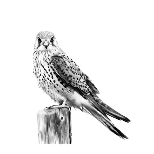 Kestrel Greeting Card | Hand-Drawn British Bird of Prey Illustration — card front