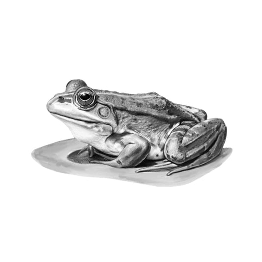 Marsh Frog – Hand-Drawn Fine Art Greeting Card | River Life — card front