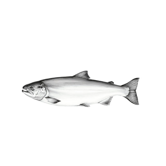 Salmon – Hand-Drawn Fine Art Greeting Card | River Life — card front