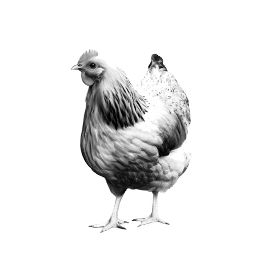 Cockerel Hand Drawn Greeting Card — card front