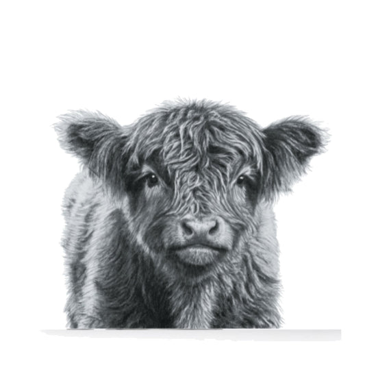 Junior the Highland Coo Calf Hand Drawn Greeting Card — card front
