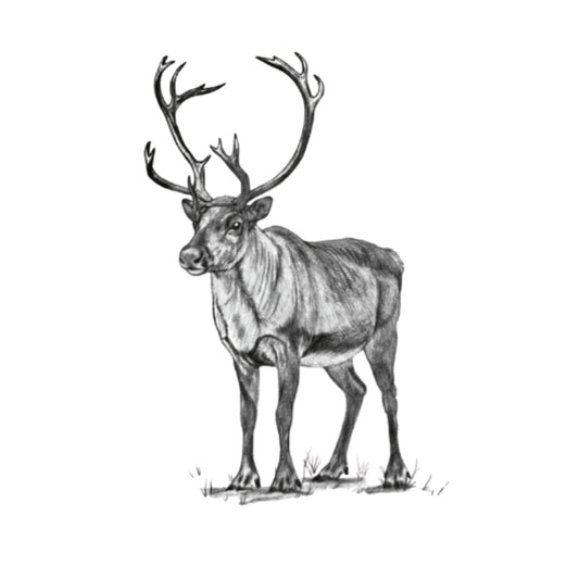 Cygnus the Reindeer Hand Drawn Greeting Card — card front