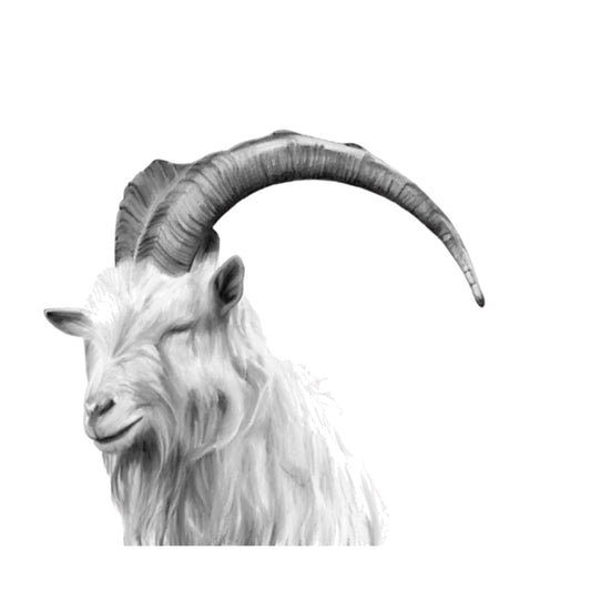 Seren the Great Orme Goat Hand Drawn Greeting Card — card front