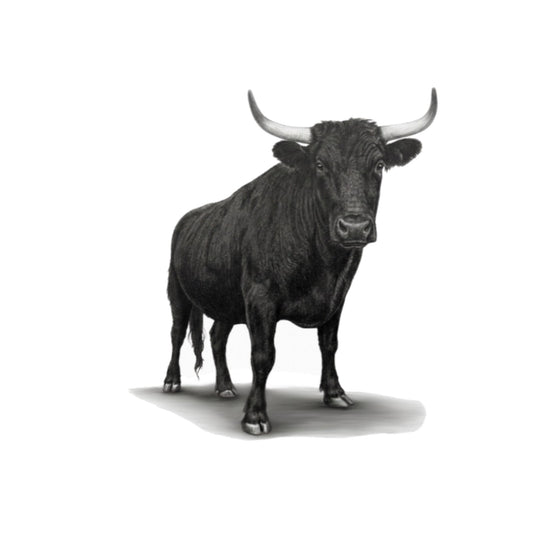 Bull Hand Drawn Greeting Card — card front