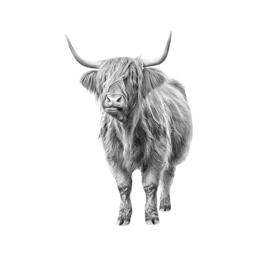 Major the Highland Cow Hand Drawn Greeting Card — card front