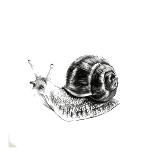 Snail Hand Drawn Greeting Card — card front
