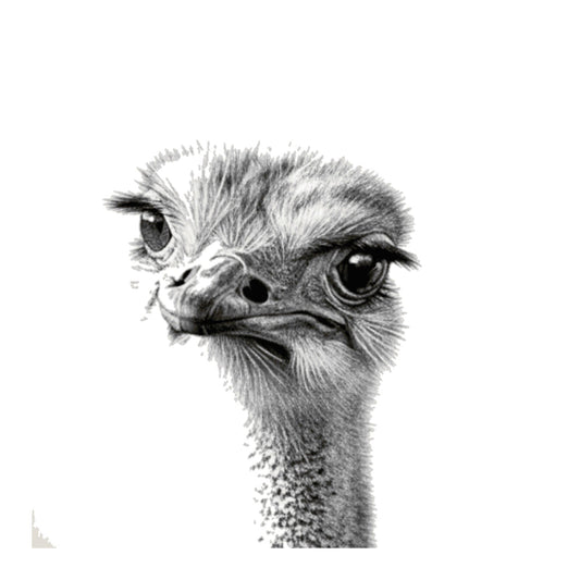 Ostrich Hand Drawn Greeting Card — card front