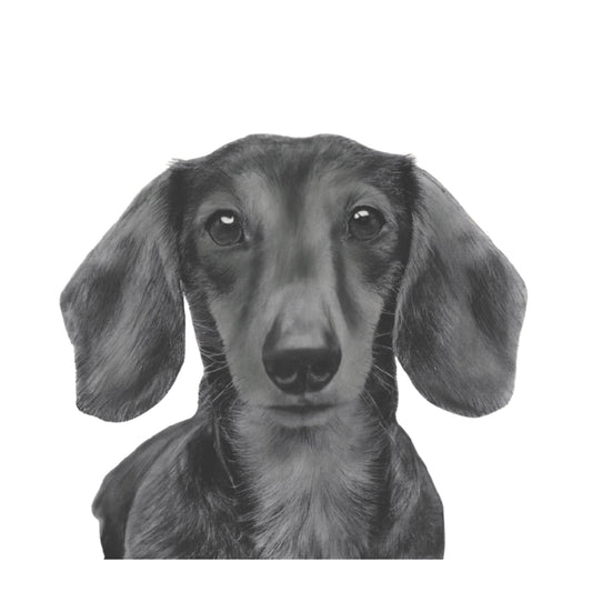 Tucana the Dachshund Hand Drawn Greeting Card — card front