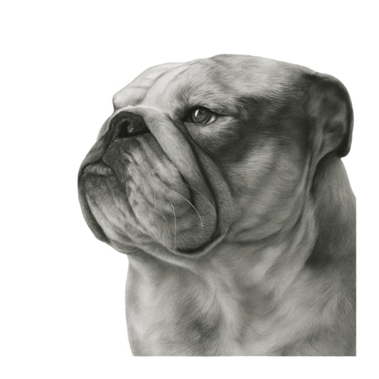 Wezen the Bulldog Hand Drawn Greeting Card — card front