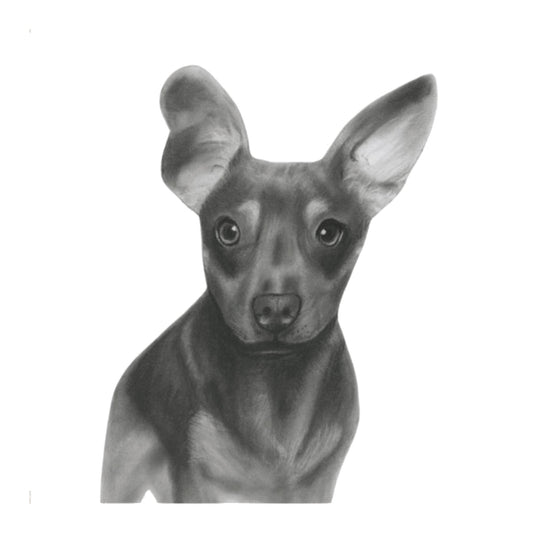 Tabit the Chiweenie Hand Drawn Greeting Card — card front