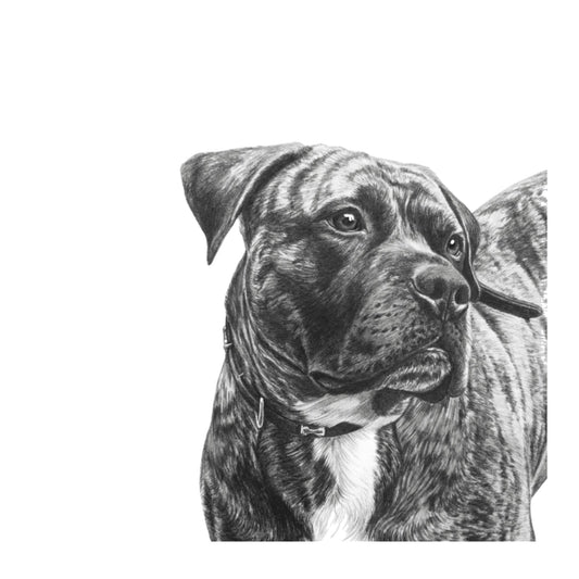 Pitbull Cross Hand Drawn Greeting Card — card front