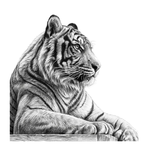 Tiger Hand Drawn Greeting Card — card front