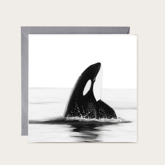 Orca — card with grey envelope