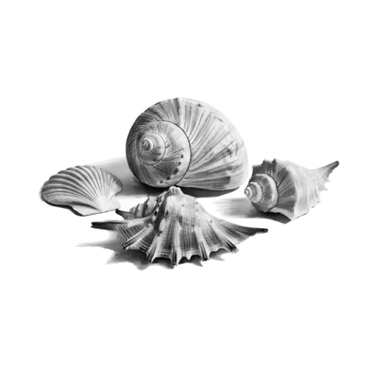 Shells — card front