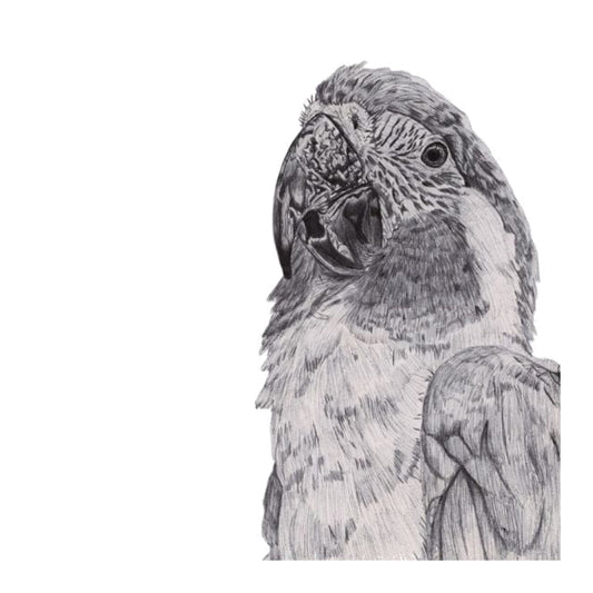 The Parrot Lines Greeting Card — card front
