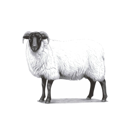 Sheep Greeting Card — card front
