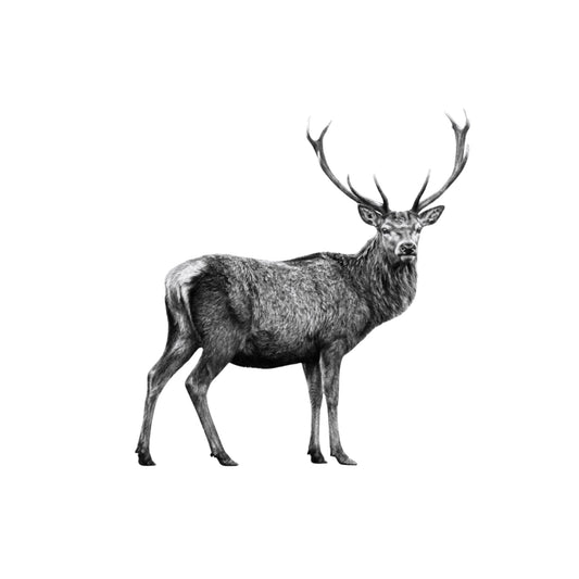 Stag Greeting Card — card front