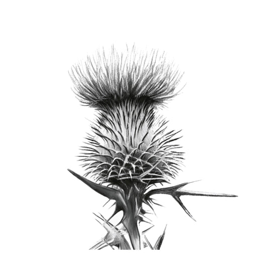 Thistle Greeting Card — card front
