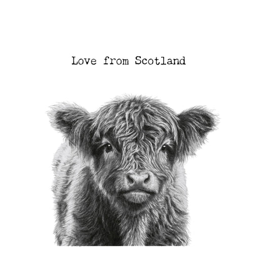 Love From Scotland Highland Coo Calf Greeting Card — card front