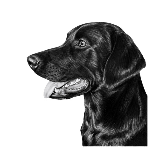 Marls the Labrador– Hand-Drawn Greeting Card | Labrador Pet Art — card front